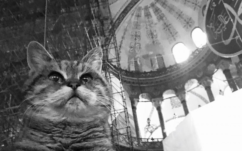 Gli the Cat of Hagia Sophia